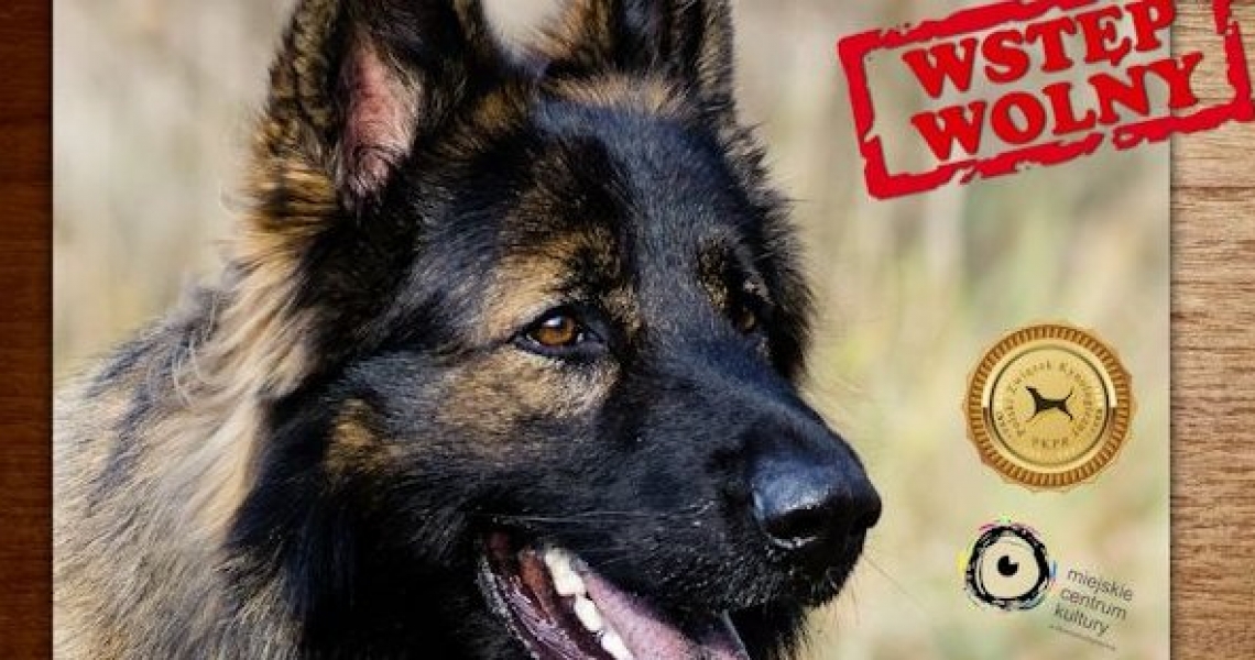 EUROPEJSKA WYSTAWA ​PSÓW RASOWYCH CACIB (foto)