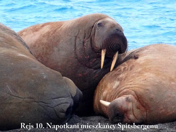 Rejs.10. Napotkani mieszkancy Spitsbergenu